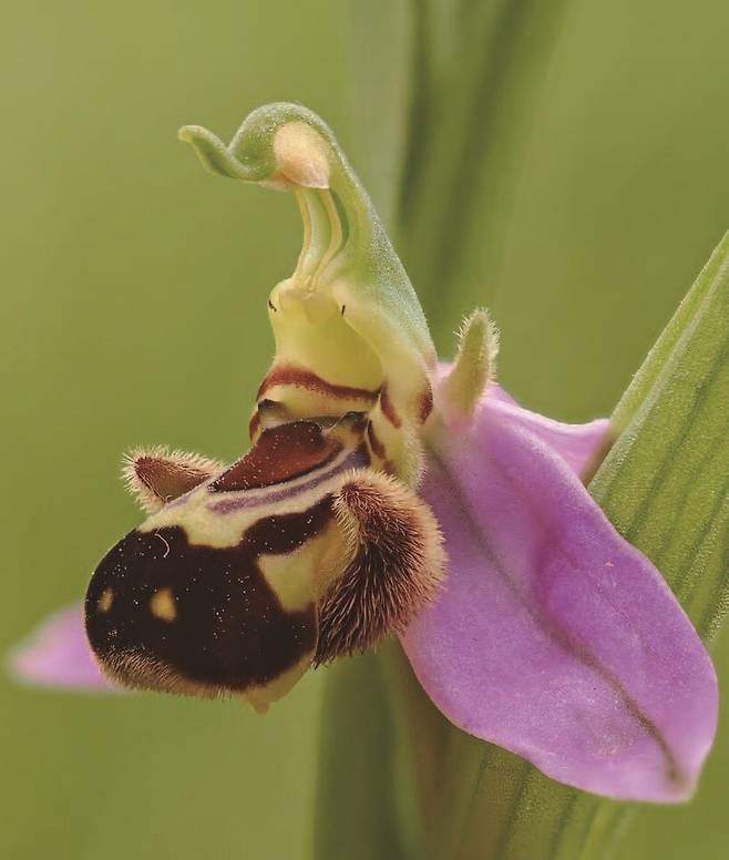 유럽에서 꿀벌 난초로 알려진 난초과 식물인 오프리스 아피페라(Ophrys apifera). 꽃 모양이 꿀벌 암컷처럼 진화해 꿀 없이도 수컷을 끌어들인다. / 사진 위키미디어 커먼스