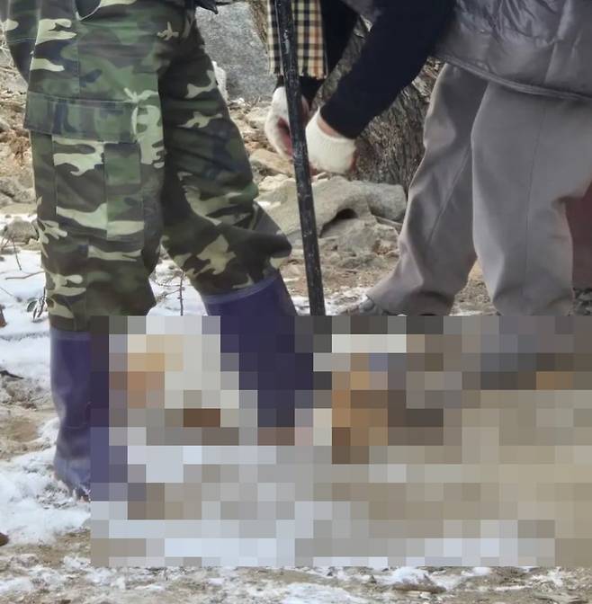 사진=동물보호단체 '위액트' 인스타그램 캡처