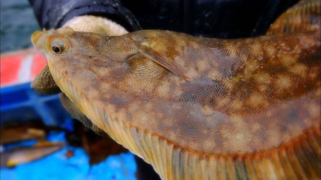 광어.[한국교육방송공사 제공]