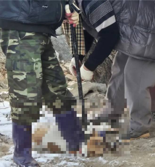 입양한 개를 도살하기 전 제압하는 A씨의 모습. 동물보호단체 위액트 제공