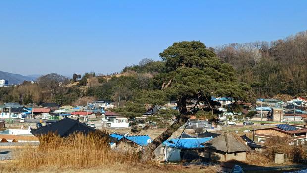 영천마을 전경. 제봉 고경명 묘 앞에서 본 모습이다.