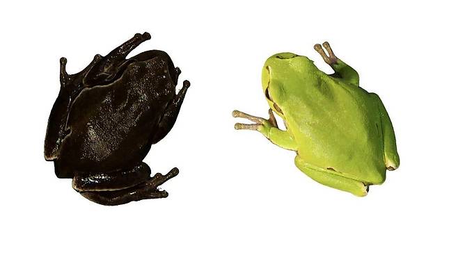 체르노빌 제외 구역 내부의 청개구리(왼쪽)가 이온화 방사선의 영향으로 추정되는 현상으로 구역 외부에 있는 청개구리들(오른쪽)보다 피부색이 확연하게 어둡다