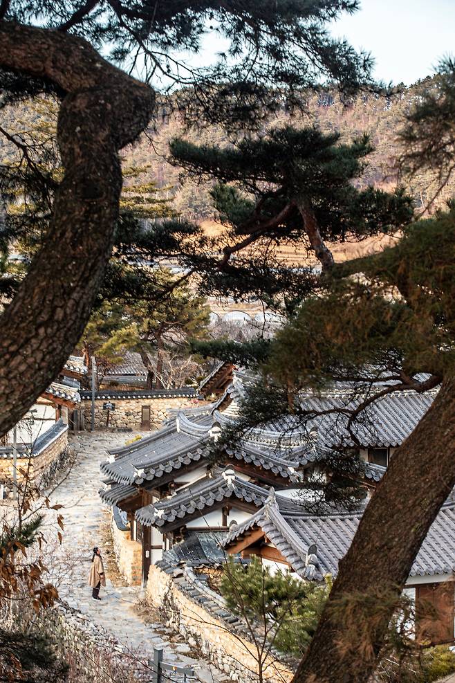 함양 개평마을 내 야트막한 언덕으로 난 '일두선택 산책로'에 오르면 소나무 숲 사이로 마을이 내려다보인다. 짧은 산책만으로도 여행하는 기분을 충분히 느낄 수 있는 풍경이 숨어 있다. / 김종연 영상미디어 객원기자