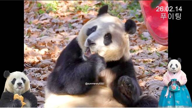 푸바오 한복입은 모습을 화면에 넣은 한 팬은 설 연휴 첫날인 2월14의 푸바오 일상을 공개했다[summersky0307 사용자 영상 캡쳐]