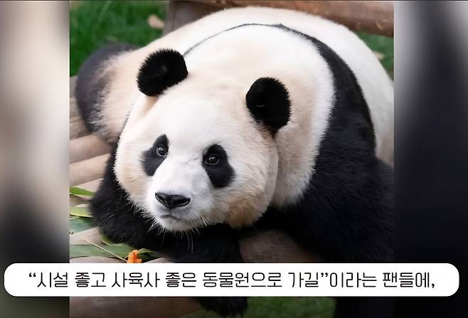 [doggamdong 사용자 화면 캡쳐]