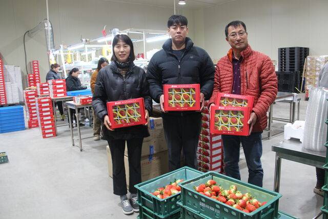 김미경 남상주농협 경제사업소장(왼쪽), 진상호 남상주농협 수출딸기공선회 총무(오른쪽) 등이 수출 선별작업을 마치고 포장한 딸기를 들어보이고 있다.