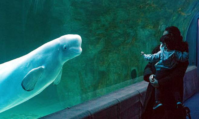 롯데월드 아쿠아리움에서 사육 중인 벨루가 벨라가 관람객을 바라보고 있다. 2013년 벨라와 함께 러시아에서 수입된 벨로와 벨리는 차례로 폐사했고, 지금은 벨라 혼자 남았다. 세계일보 자료사진