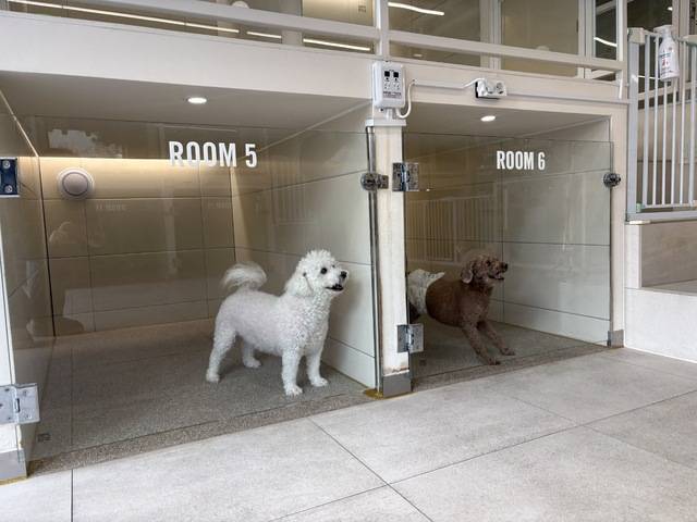 설 명절 연휴를 앞둔 지난 13일 전주시 완산구의 한 반려동물 호텔에 체크인한 강아지들이 짖고 있다. /원소정 인턴기자