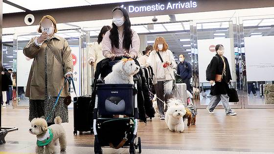 지난 2023년 3월 16일, 제주국제공항 국내선 청사에서 국내 최초로 운항한 반려견 동반 전세기 탑승객들이 내리고 있다. 뉴스1
