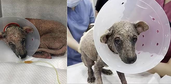 피부병 치료 과정에서 발생하는 색소 침착은 종종 동물학대라는 뼈아픈 오해를 부르기도 한다. 뉴스1