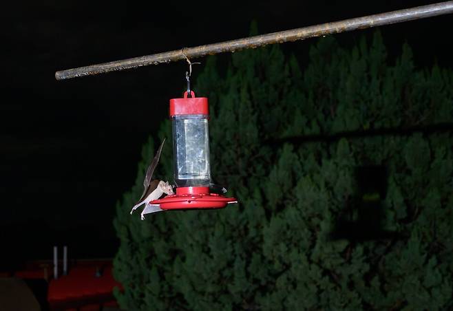 박쥐들이 뉴멕시코 실버 시티 벌새 먹이통에 설탕물을 마시러 날아오는 모습. (사진 BCI)/뉴스펭귄