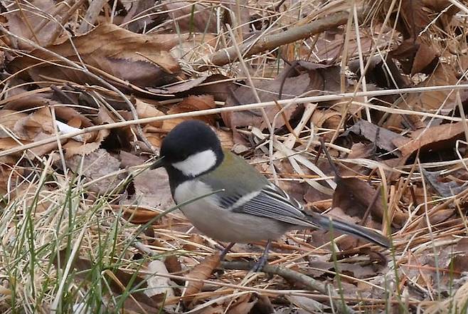 박새류&nbsp;노랑배박새. 국립생물자원관 제공