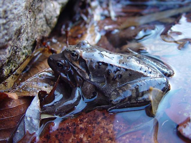 큰산개구리. 국립생물자원관 제공