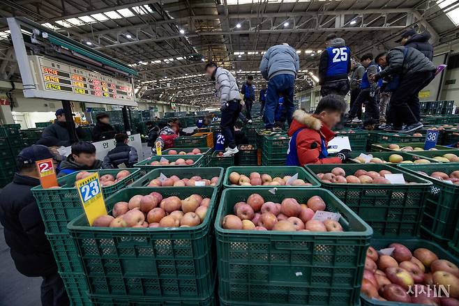 지난해 12월10일 오전 경북 안동시 농산물 도매시장에서 사과 경매가 진행되고 있다. ⓒ시사IN 조남진