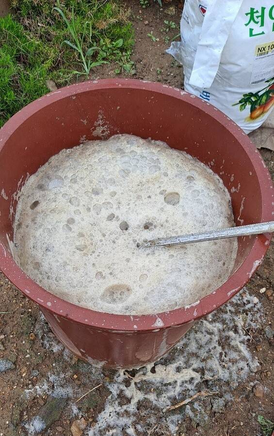 재료을 넣고 섞으면 거품이 일며 칼슘액비가 된다.