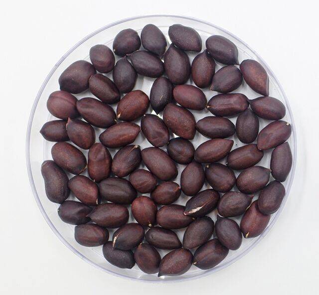 땅콩 품종인 ‘보담’은 한 포기당 평균 75개 이상 꼬투리가 달리고 쓰러짐에 비교적 강하다. 농촌진흥청