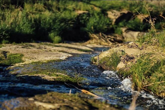 로이 에스테이트 포도밭 개울. 인스타그램
