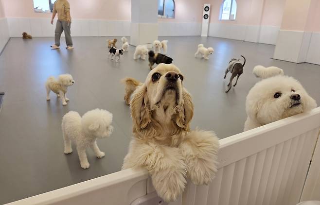청주 애견호텔 촬영 천경환 기자