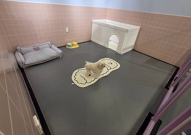 청주 애견호텔  촬영 천경환 기자