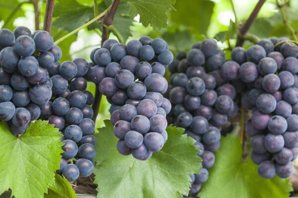 대부 포도. 안산시 제공