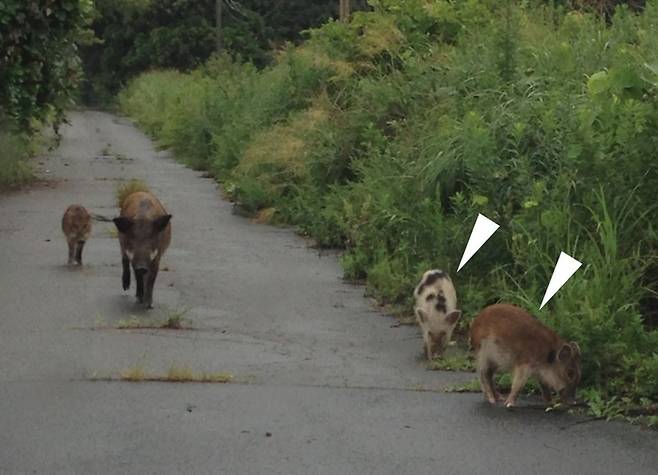 ▲2017년 8월 31일 일본 후쿠시마 대피 구역에서 촬영된 가축 돼지와 멧돼지의 잡종으로 추정되는 개체들 사진. 후쿠시마 다이이치 원자력 발전소 사고 직후에는 가축 돼지의 형태적 특징을 보이는 잡종들이 다수 관찰되었으나, 이후 몇 년 동안 그 수가 급격히 감소했다. 화살표는 털 색깔이 다양한 잡종으로 추정되는 개체들을 가리킨다. (자료=JOURNAL OF FOREST RESEARCH , 2026)