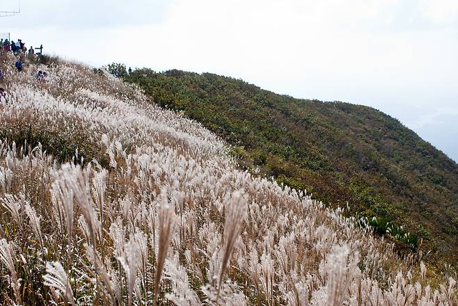 오서산 정상에 핀 억새 모습.(시 제공. 재판매 및 DB금지)/뉴스1