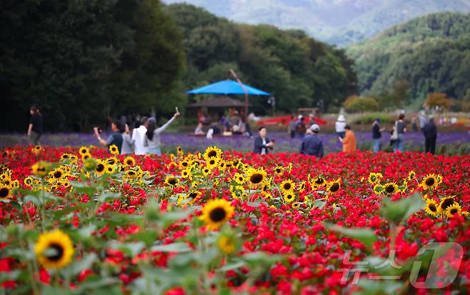 함양군 상림공원꽃단지에서 시민들이 꽃구경을 하며 즐거운 시간을 보내고 있다. (함양군 제공. 재판매 및 DB 금지) 2025.10.9 ⓒ 뉴스1