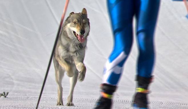 [테세로=AP/뉴시스] 18일(현지 시간) 이탈리아 테세로 크로스컨트리 스타디움에서 열린 2026 밀라노·코르티나담페초 동계올림픽 크로스컨트리 스키 여자 팀 스프린트 프리 예선 경기에 개가 난입했다. (올림픽 중계 방송사 OBS 제공 영상 속 장면)2026.02.19.