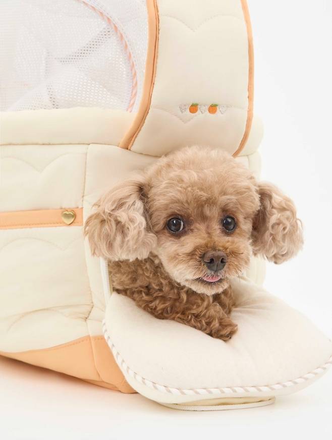 (제주항공 제공)