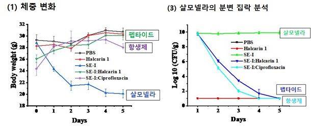 살모넬라 감염 쥐에게 신규 펩타이드를 투여한 결과 좌측 그래프 초록색 선처럼 체중이 유지됐고, 분변에서 살모넬라 균의 수도 오른쪽 그래프의 보라색 선처럼 줄어든 것으로 나타났다. [국립호남권생물자원관]