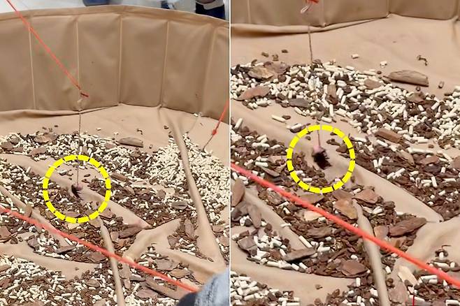 살아있는 사슴벌레 등을 낚싯대로 건져 올리는 체험행사 현장. 사진 스레드 캡처