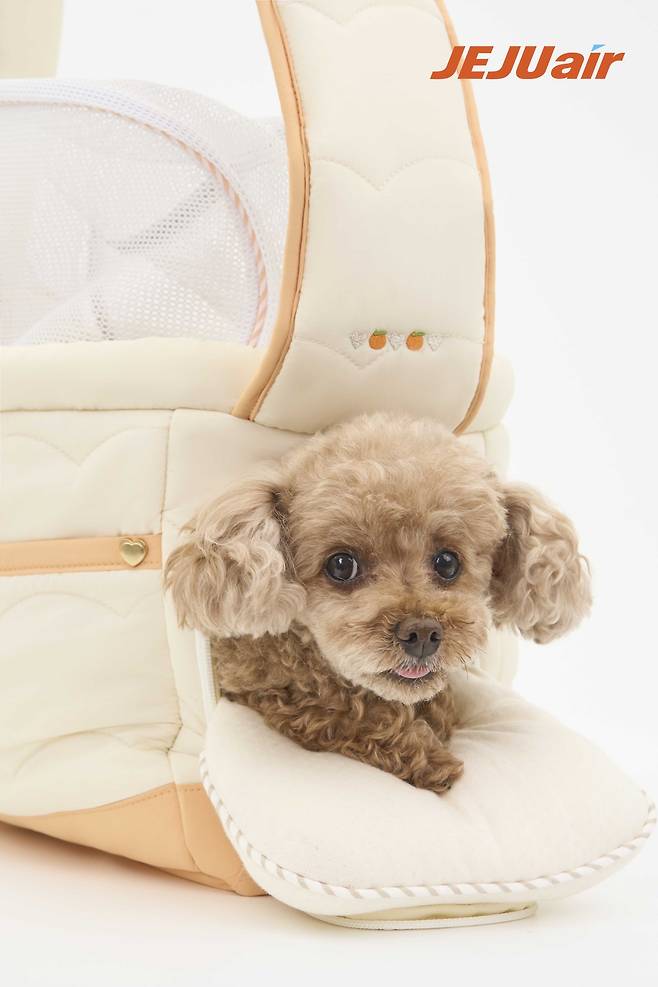 제주항공은 지난해 반려동물 동반 탑승객이 1만8200여명으로 집계됐다고 19일 밝혔다. [제주항공 제공]