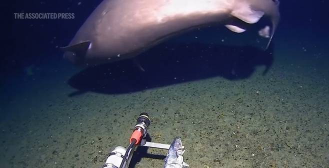 남극 해역에서 카메라에 포착된 남방 잠꾸러기 상어(Southern sleeper shark). AP 연합뉴스