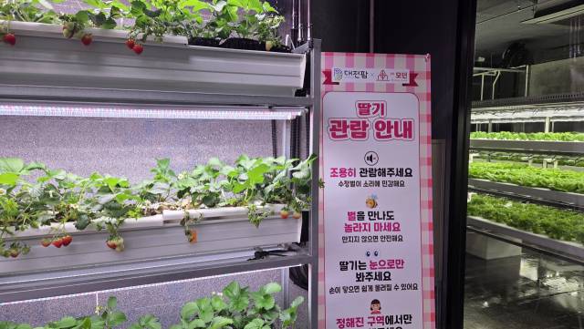 폐지하보도에 조성한 스마트팜 '대전팜'. 사진=김중곤 기자