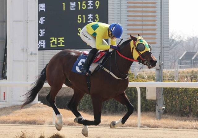 부산경남경마공원 진겸 기수가 300승을 달성할 때 결승선을 통과하고 있다. 한국마사회 제공