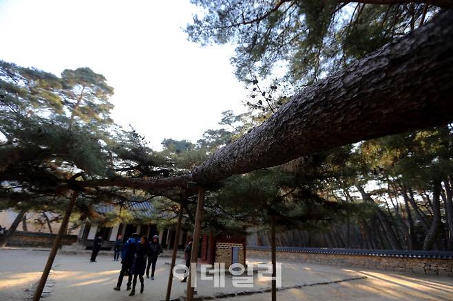 단종어소에 절을 하듯 굽은 엄홍도소나무. 단종의 시신을 수습해 장릉에 묻은 엄홍도의 충절을 기려 엄홍도소나무라고 불린다.