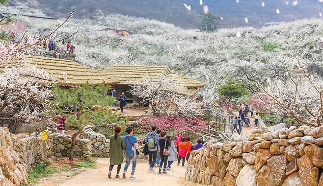 매화 곱게 핀 광양매화마을 풍경/사진-광양시