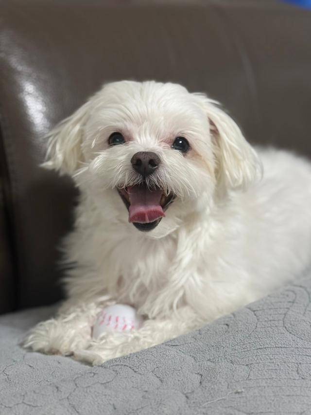 언제나 사랑 받는 존재. 보호자 제공