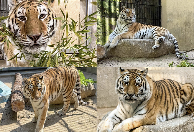 서울대공원 제공.