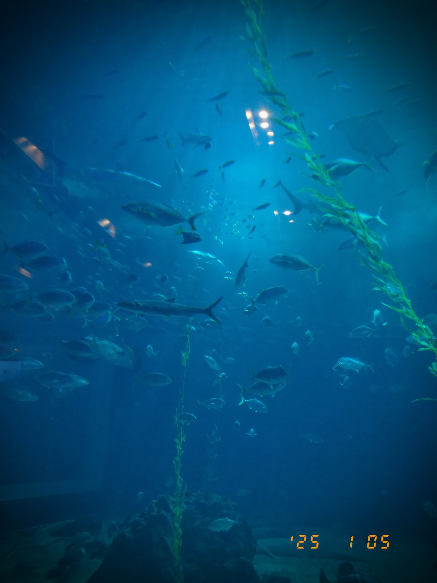 후지필름 X 하프 비넷 필터를 활용해 촬영한 사진. [박혜림 기자/rim@]