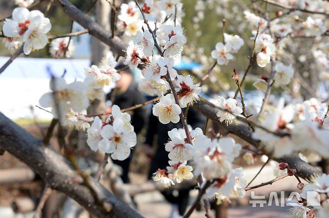 [울산=뉴시스] 배병수 기자 = 완연한 봄날씨를 보인 20일 오전 울산 남구 선암호수공원에 매화가 꽃망울을 터뜨려 봄소식을 전하고 있다. 2026.02.20. bbs@newsis.com.