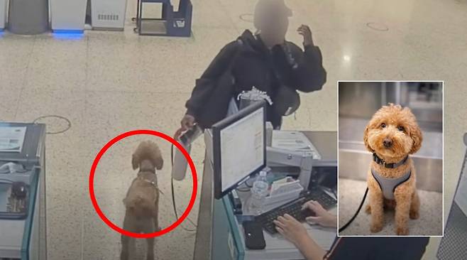 라스베이거스 해리 리드 공항에 유기된 골든두들 [미 라스베이거스 경찰국]