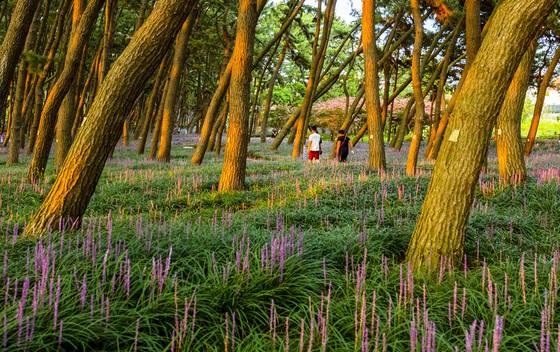 충남 서천군 장항읍 송림리 맥문동 군락지. 해마다 8월이면 이곳에서 맥문동 축제가 열린다. 중앙포토