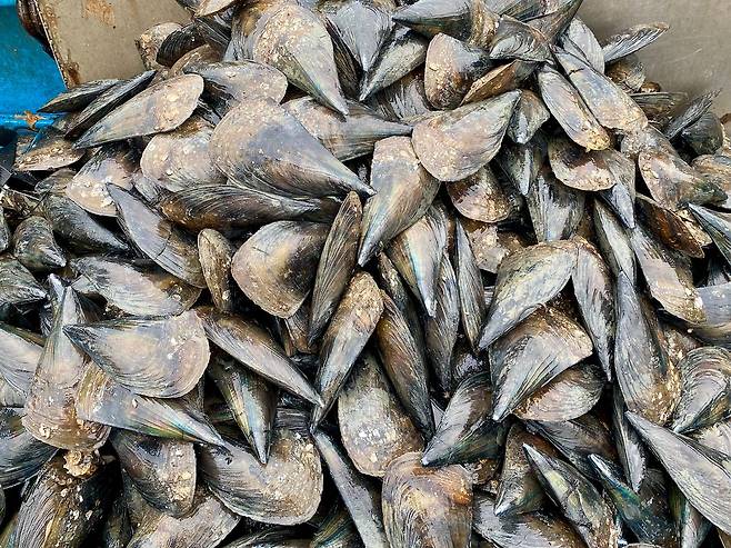 20년 경력의 잠수부가 30분 만에 채취한 서해안 키조개. [사진 박상현]