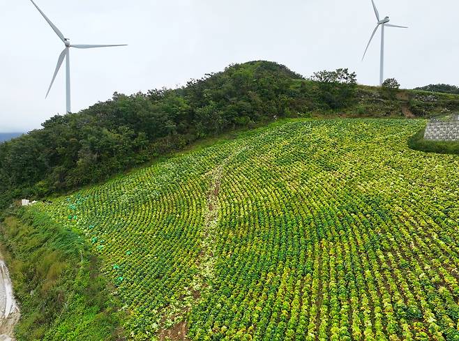 강원 강릉시 왕산면 안반데기의 고랭지 배추가 재난 수준의 기후 영향으로 누렇게 변해 있다.[연합]