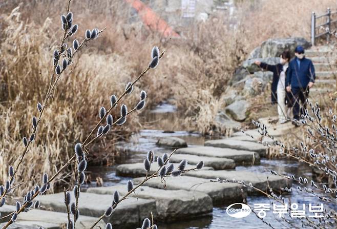 경기도 낮기온이 10도 이상 올라가며 포근한 날씨를 보인 22일 오후 수원시 영통구 여천 산책로에 피어난 봄의 전령 버들강아지가 봄의 시작을 알리고 있다. 임채운기자