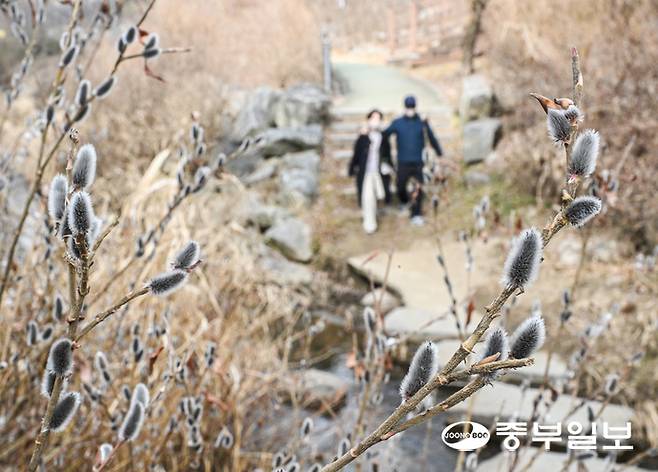 경기도 낮기온이 10도 이상 올라가며 포근한 날씨를 보인 22일 오후 수원시 영통구 여천 산책로에 피어난 봄의 전령 버들강아지가 봄의 시작을 알리고 있다. 임채운기자