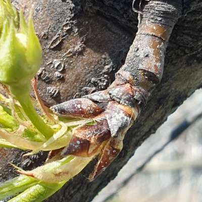 주경배나무이 알 모습