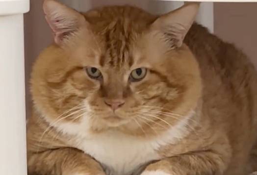 "나보다 얼굴 큰 냥이 있으면 도전 받는다냥"…지난해 경북 영덕 산불 현장에서 구조된 관식이. 현재 동물보호단체 디어레이에서 보호 중이다(디어레이 제공). ⓒ 뉴스1