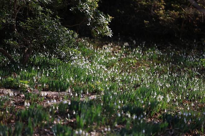 설강화 군락. 천리포수목원 제공